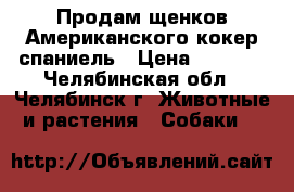 Продам щенков Американского кокер спаниель › Цена ­ 8 000 - Челябинская обл., Челябинск г. Животные и растения » Собаки   